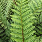 High altitude fern