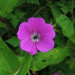Flower 1239