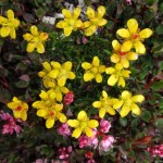 Flower 1366