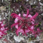 Flower 1373