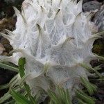 Flower 1434