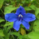 Flower 1484